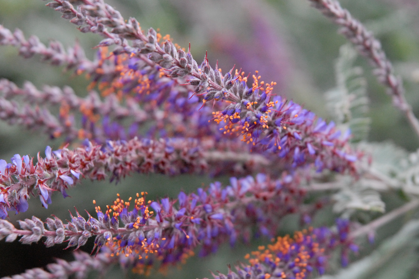 Leadplant